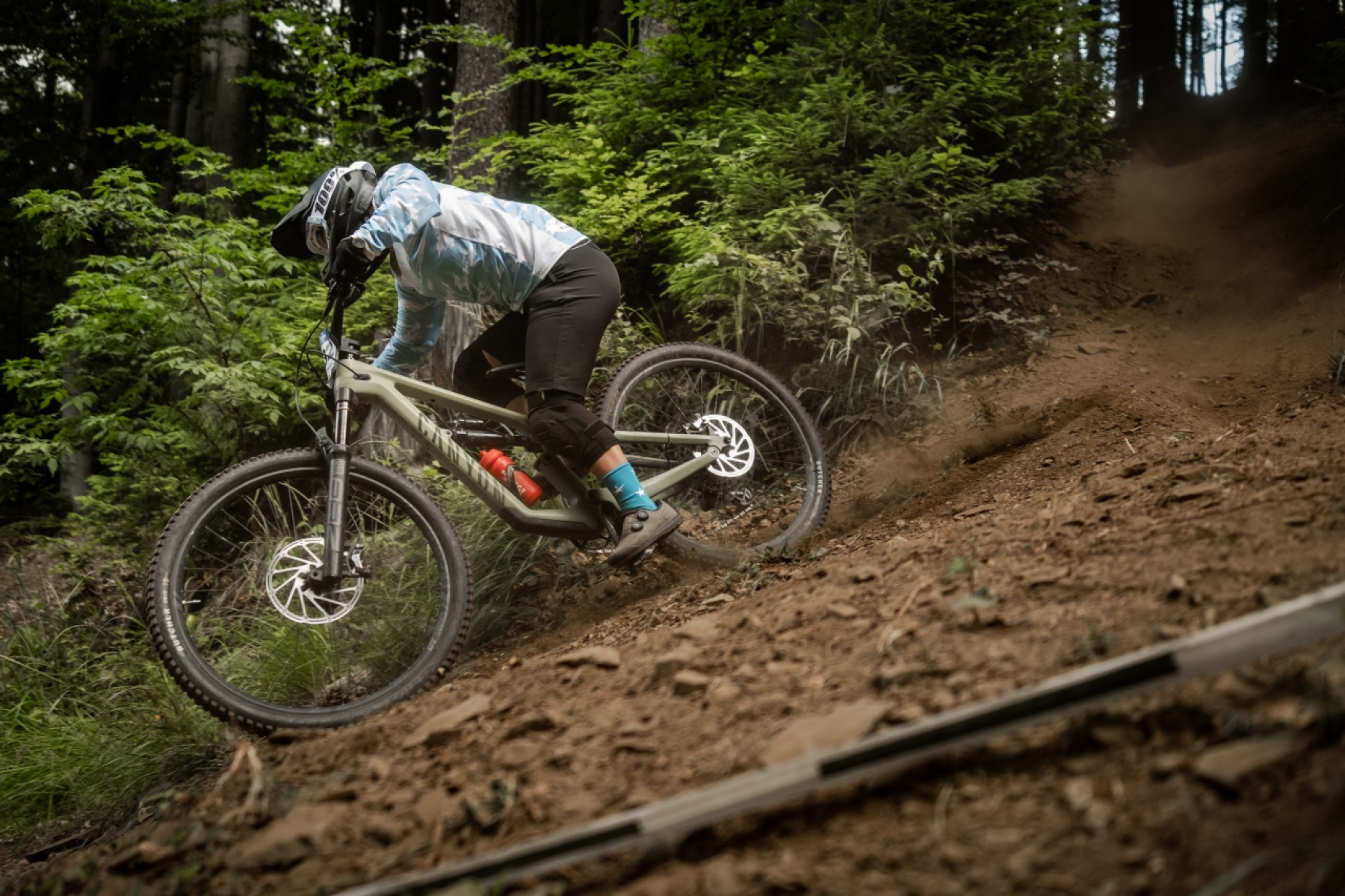 Forest with sunlight streaming through trees