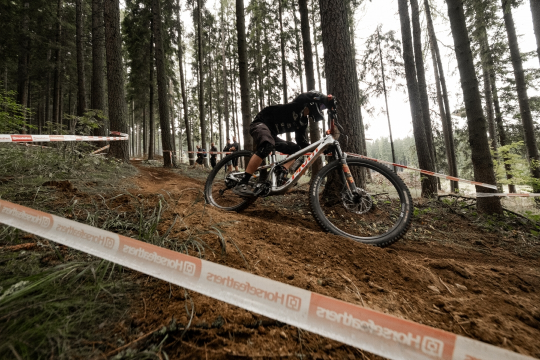 Desert landscape with cacti